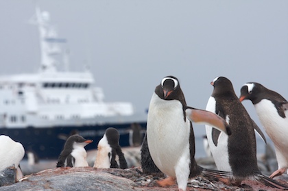 Penguins and Ship
