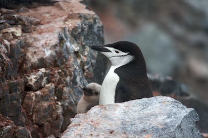 Penguin and Chick