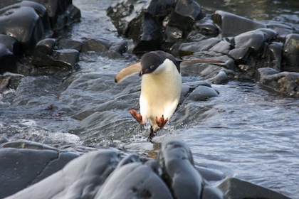 Hopping Penguin