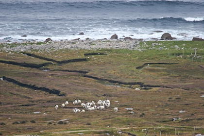 Sea, Peat, Sheep